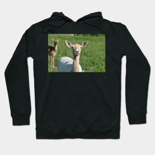 Fallow Deer Hoodie